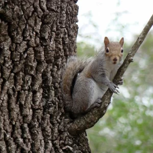 squirrel Tree